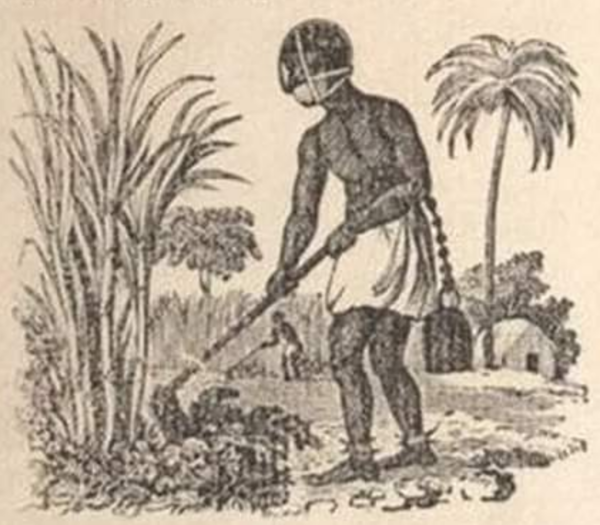 마스크를 쓴 채 강제로 노동하는 노예. 노예들이 수확물을 먹는 것을 방지하기 위해 입에 재갈(마우스 피스)을 물리고 마스크를 강제로 씌웠다. 마스크는 신체의 구속을 통해 노예들의 복종심을 유지하는 수단이었다.